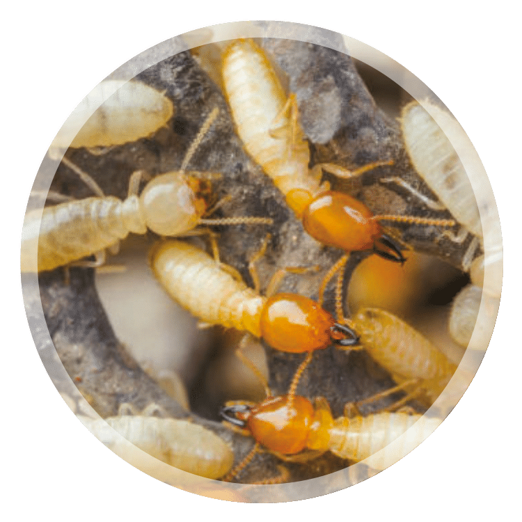 traitement termites Nice