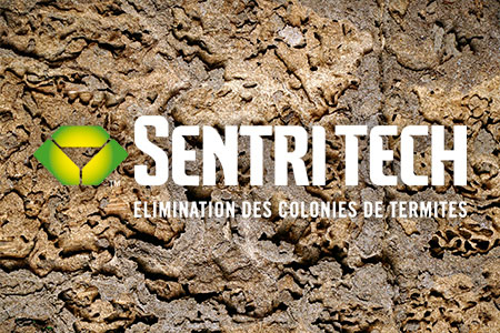 Lutter contre les termites