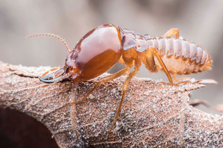 Des termites dans votre logement