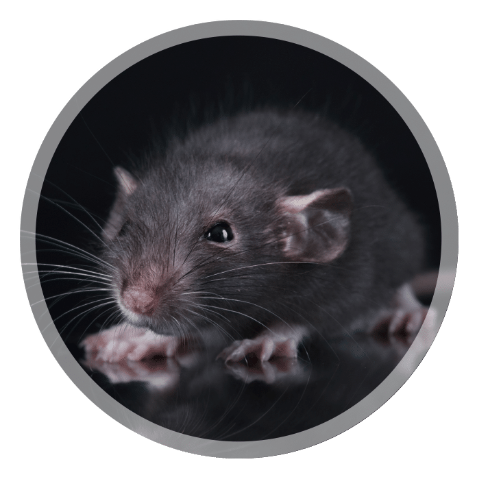 Comment se débarrasser des souris à Nice ? - SOLUTY