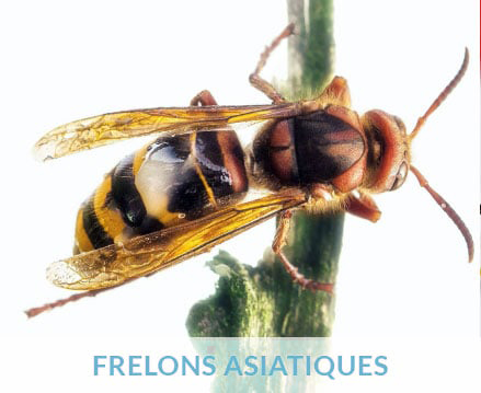 Frelons asiatiques