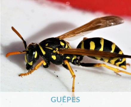 Guêpes