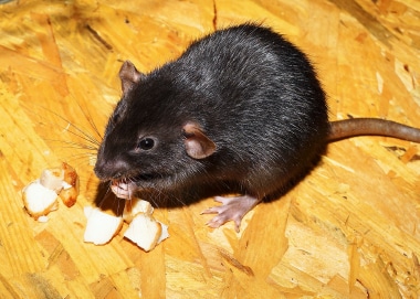 Rat noir