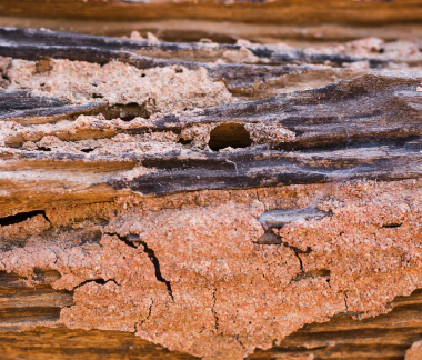 Termites de bois sec