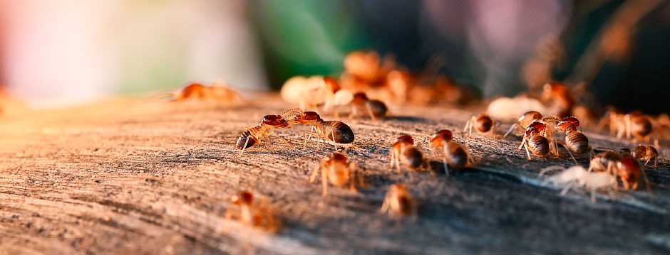 Termites souterrains