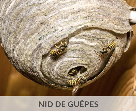 Nids de guêpes