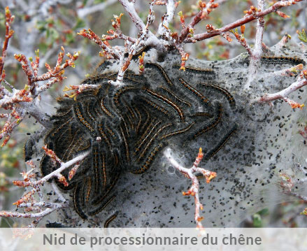 Nid de processionnaire du chêne