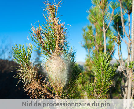 Nid de processionnaire du pin