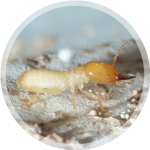 traitement termites de bois sec