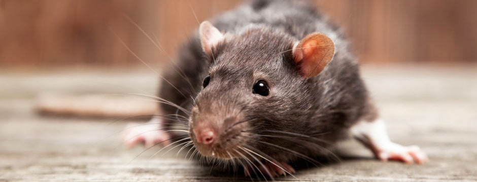 Lutter contre rats et souris