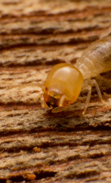 Présentation des termites
